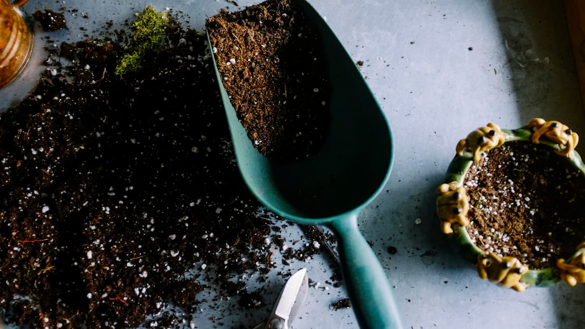 Professional landscaping service in San Francisco garden